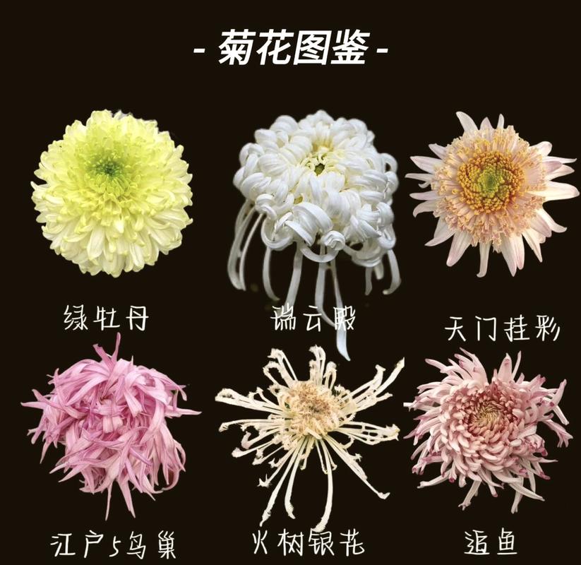菊花品种都是长日照植物吗？-第1张图片-宁夏农业信息网