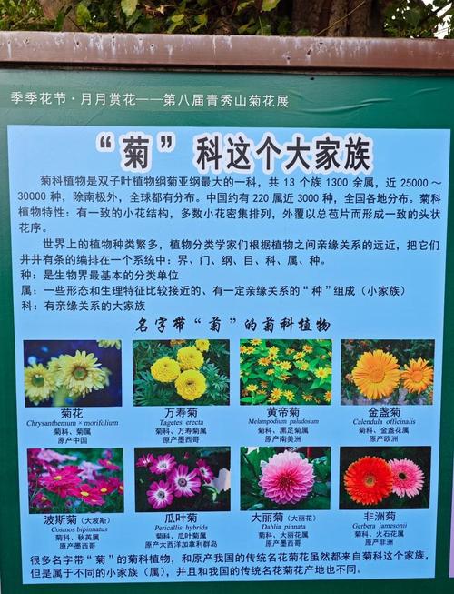 菊花品种都是长日照植物吗？-第2张图片-宁夏农业信息网