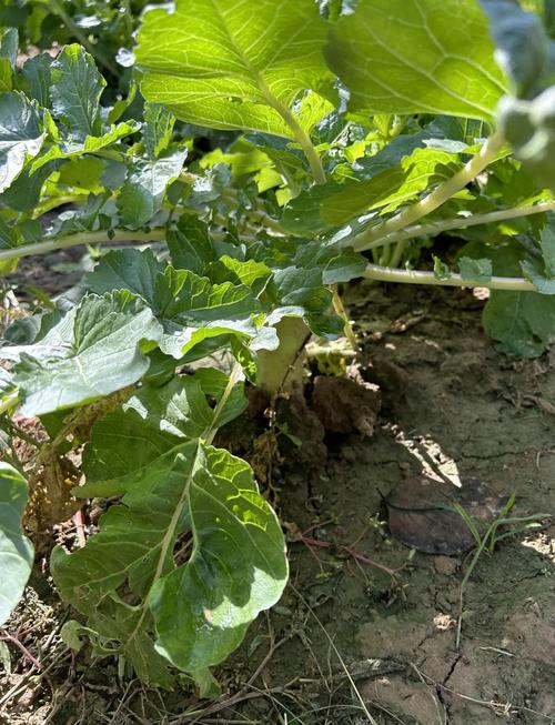 好大个的梨是什么品种-第2张图片-宁夏农业信息网