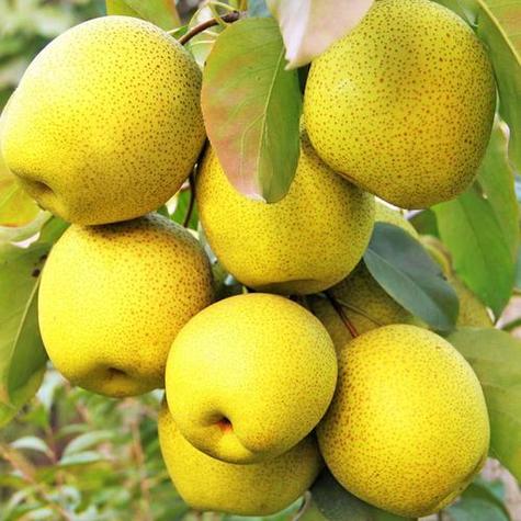 好大个的梨是什么品种-第3张图片-宁夏农业信息网