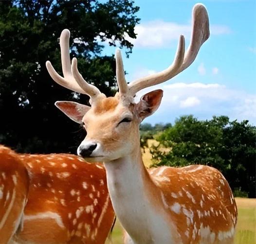 优质梅花鹿品种哪里找？-第1张图片-宁夏农业信息网
