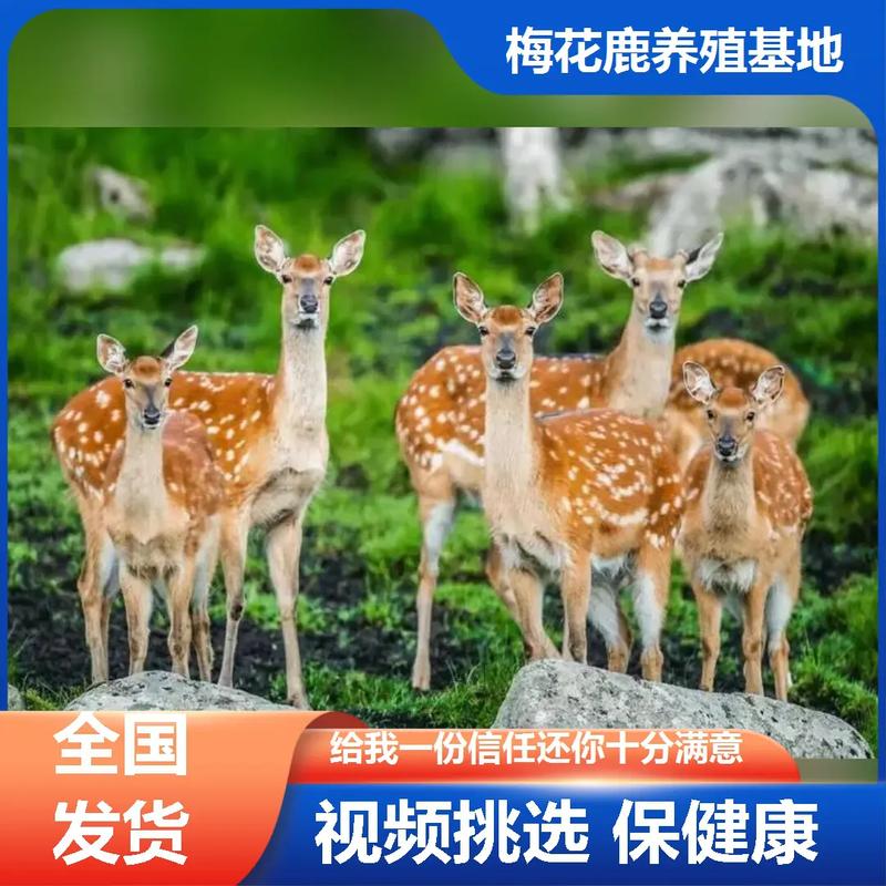优质梅花鹿品种哪里找？-第3张图片-宁夏农业信息网