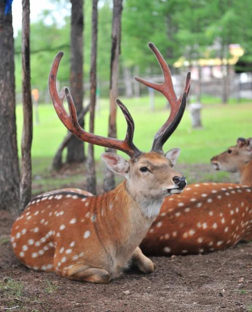 优质梅花鹿品种哪里找？-第2张图片-宁夏农业信息网
