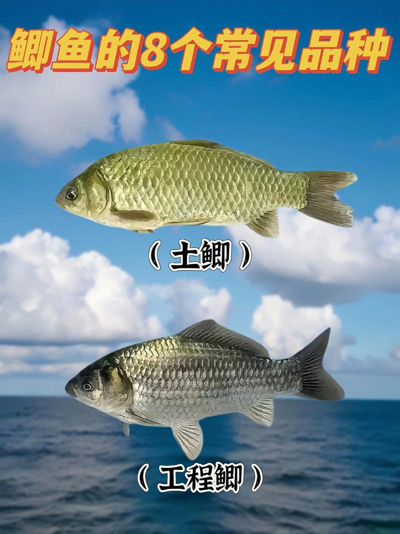 哪种鲫鱼繁殖力最快？-第2张图片-宁夏农业信息网