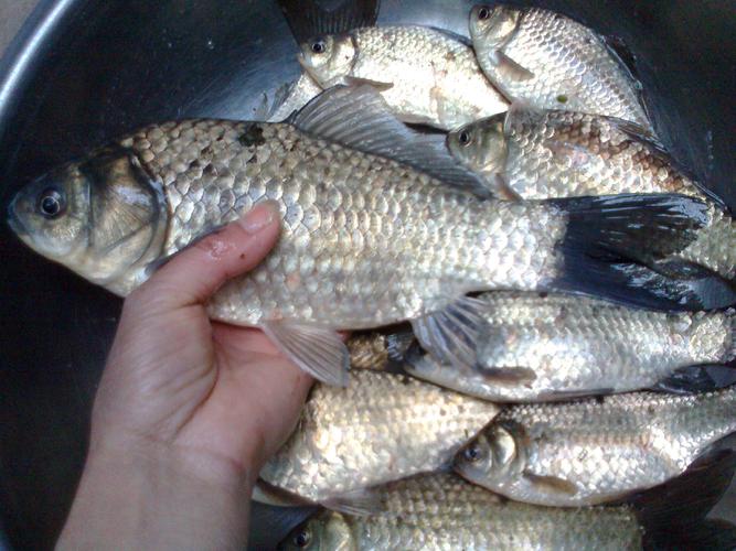 哪种鲫鱼繁殖力最快？-第3张图片-宁夏农业信息网