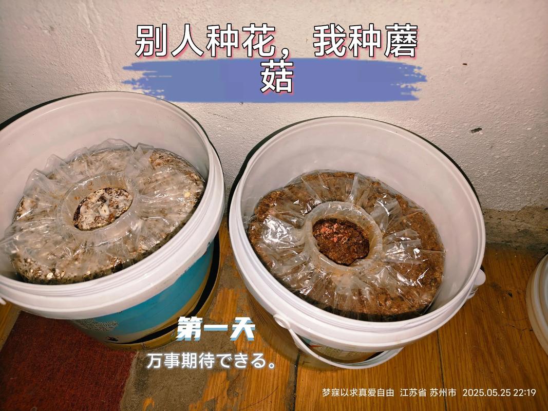 室内蘑菇怎么种？视频教你方法！-第1张图片-宁夏农业信息网