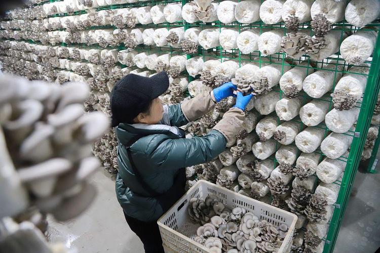 室内蘑菇怎么种？视频教你方法！-第3张图片-宁夏农业信息网