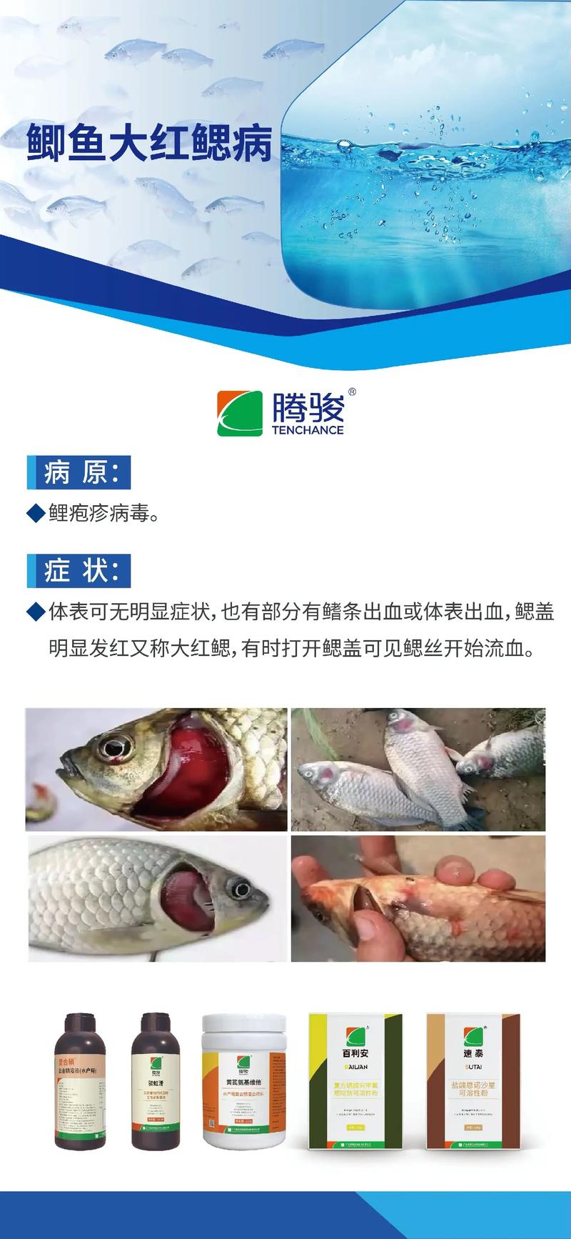 水产病害治疗有何独特难点？-第1张图片-宁夏农业信息网