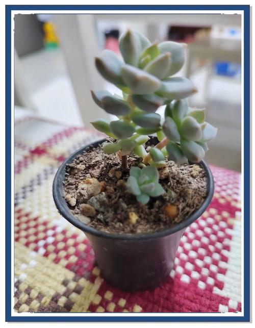 白牡丹品种到底有多少种？-第1张图片-宁夏农业信息网