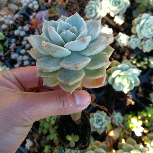 白牡丹品种到底有多少种？-第3张图片-宁夏农业信息网