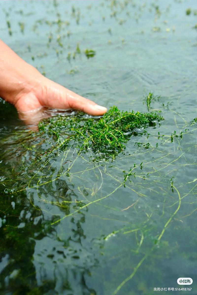 水草过旺怎么办？水产养殖如何控草？-第1张图片-宁夏农业信息网