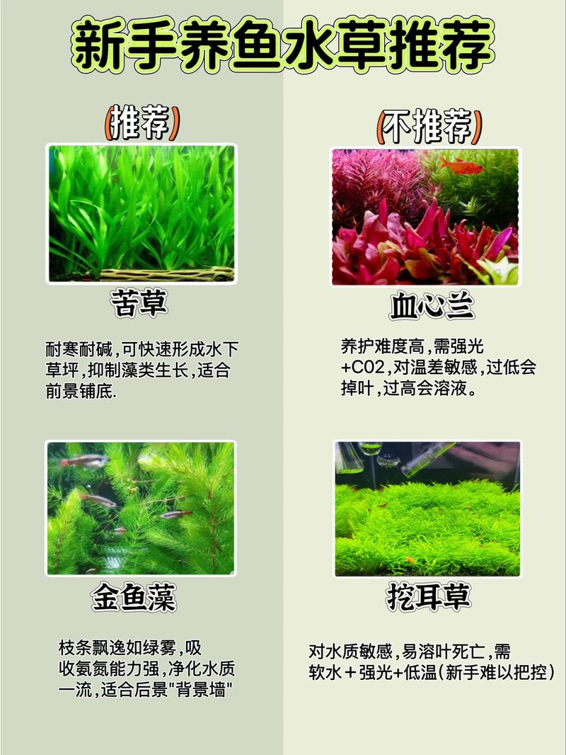 水草过旺怎么办？水产养殖如何控草？-第3张图片-宁夏农业信息网