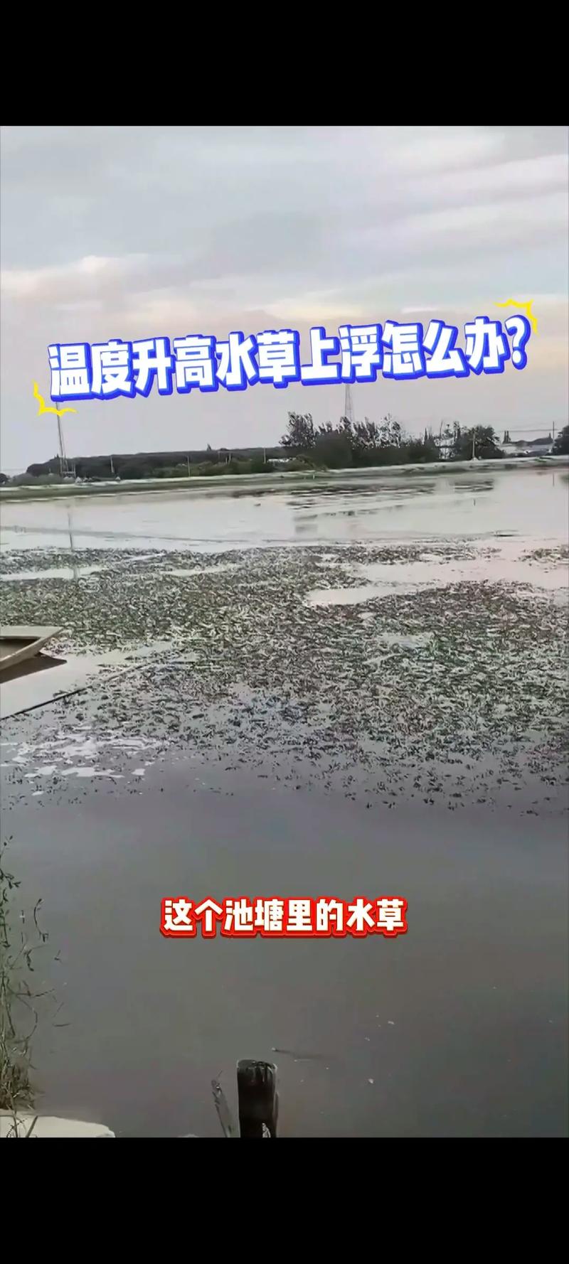 水草过旺怎么办？水产养殖如何控草？-第2张图片-宁夏农业信息网