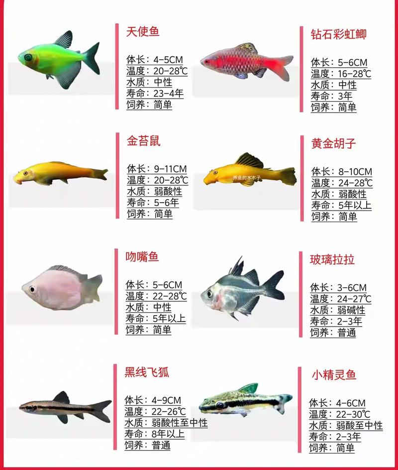 热带鱼淡水品种到底有多少种？-第1张图片-宁夏农业信息网