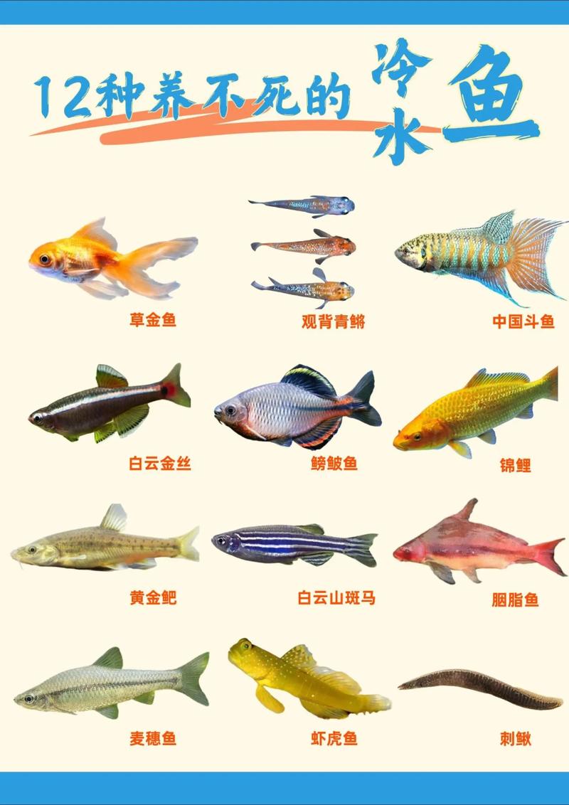 热带鱼淡水品种到底有多少种？-第3张图片-宁夏农业信息网
