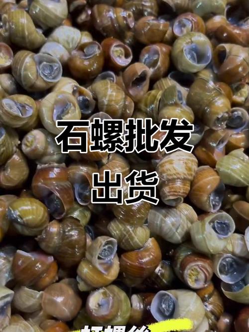 湖北石螺水产最新报价多少？-第2张图片-宁夏农业信息网