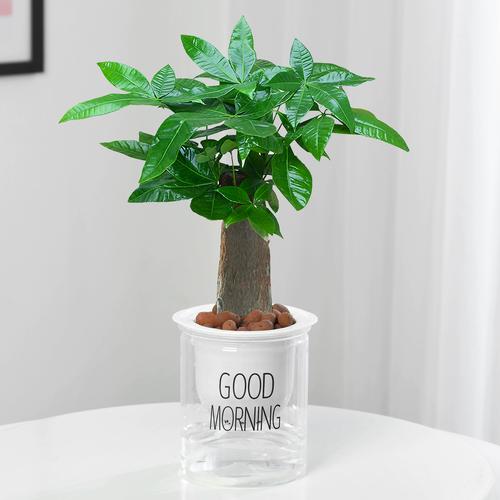 发财树的所有品种图片-第2张图片-宁夏农业信息网