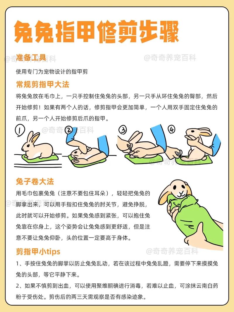 兔子如何预防与治疗疾病？-第3张图片-宁夏农业信息网