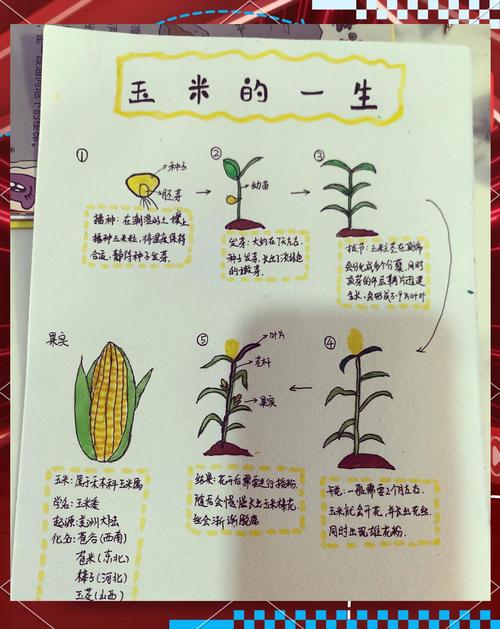 玉米啥时候种？怎么种才高产？-第1张图片-宁夏农业信息网