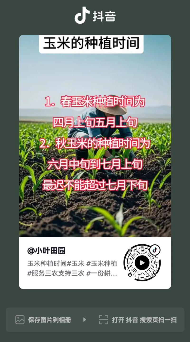 玉米啥时候种？怎么种才高产？-第3张图片-宁夏农业信息网