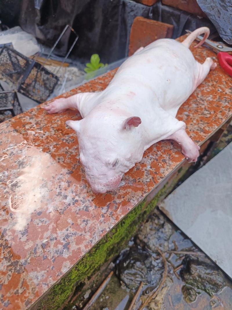 竹鼠哪个品种最适合养殖？-第1张图片-宁夏农业信息网