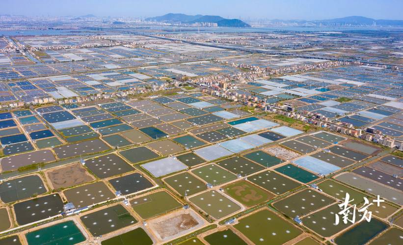 珠海斗门水产养殖有何特色与优势？-第1张图片-宁夏农业信息网