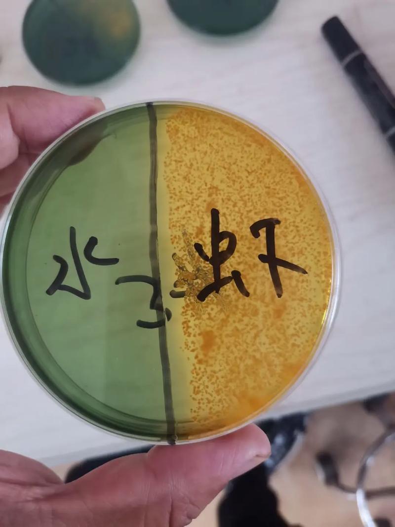 水产养殖弧菌测试标准有何新变化？-第1张图片-宁夏农业信息网