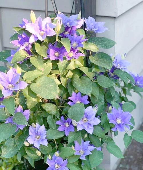 哪些铁线莲品种最易养护？-第1张图片-宁夏农业信息网