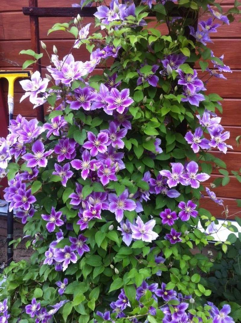 哪些铁线莲品种最易养护？-第2张图片-宁夏农业信息网