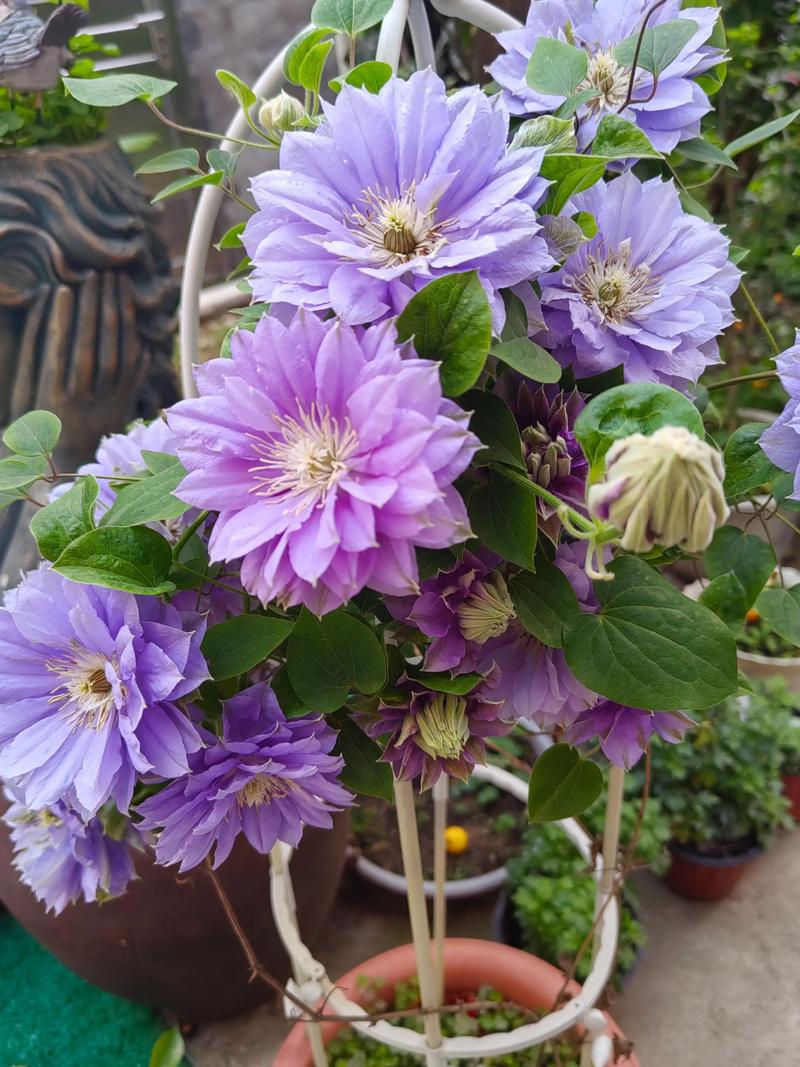 哪些铁线莲品种最易养护？-第3张图片-宁夏农业信息网