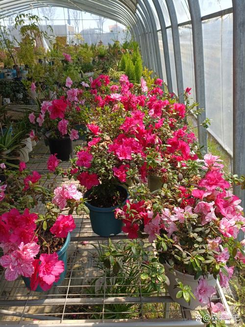 美国杜鹃花有哪些常见品种？-第2张图片-宁夏农业信息网