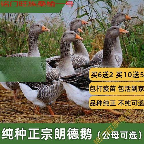 郎德鹅与白鹅杂交有何优势？-第1张图片-宁夏农业信息网