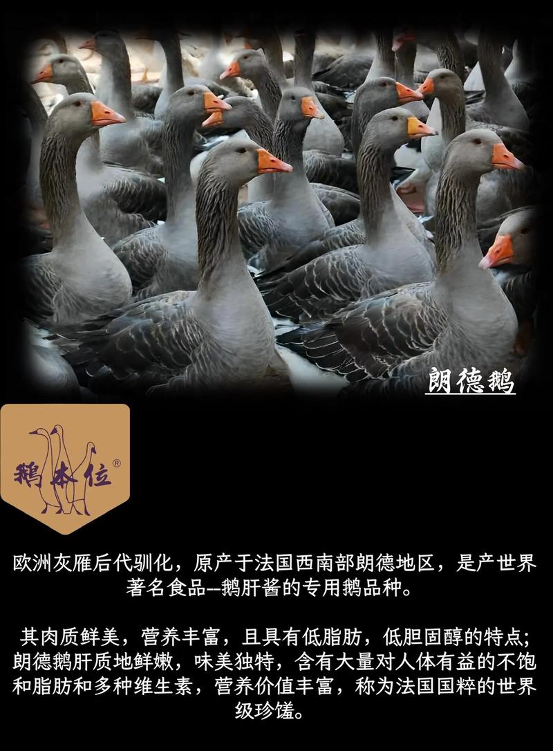 郎德鹅与白鹅杂交有何优势？-第2张图片-宁夏农业信息网