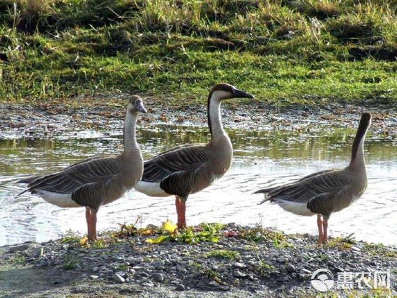 郎德鹅与白鹅杂交有何优势？-第3张图片-宁夏农业信息网