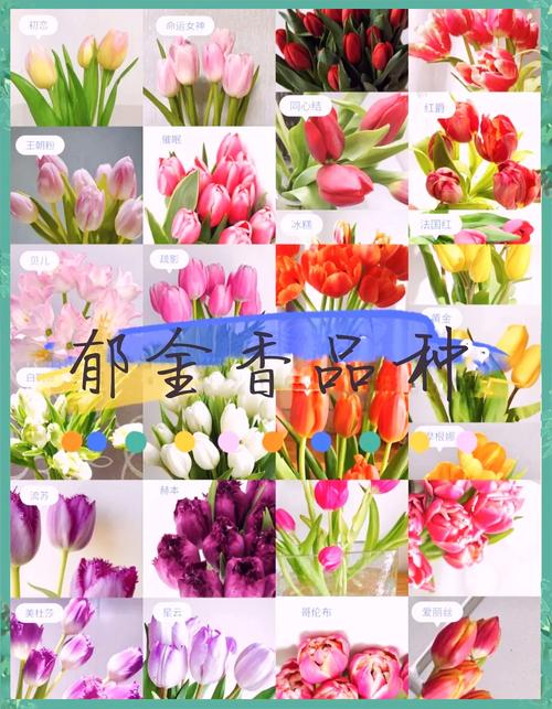 郁金香品种如何分类？有哪些常见品种？-第2张图片-宁夏农业信息网