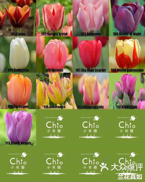 郁金香品种如何分类？有哪些常见品种？-第3张图片-宁夏农业信息网