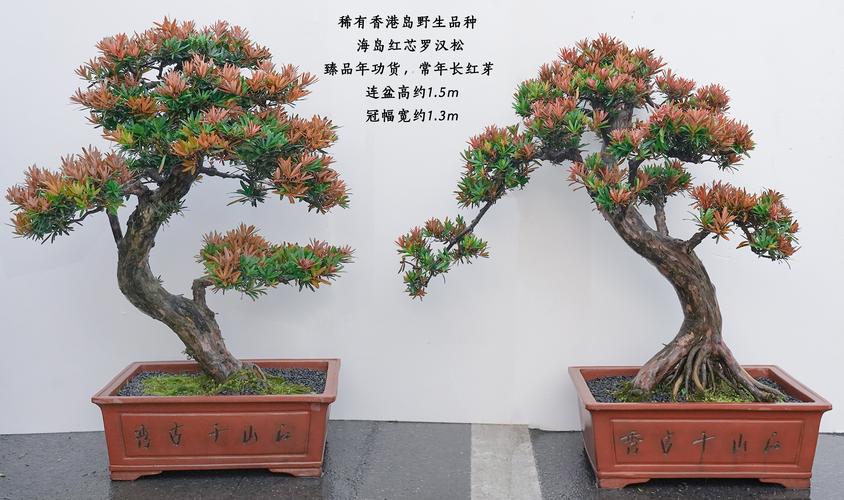 台湾罗汉松究竟有哪些品种？-第2张图片-宁夏农业信息网