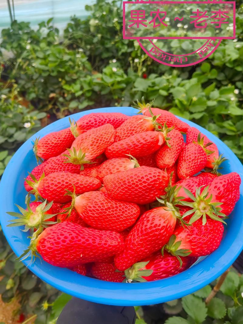 伯特拉草莓品种哪里有？-第1张图片-宁夏农业信息网