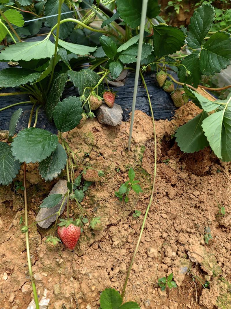 伯特拉草莓品种哪里有？-第3张图片-宁夏农业信息网