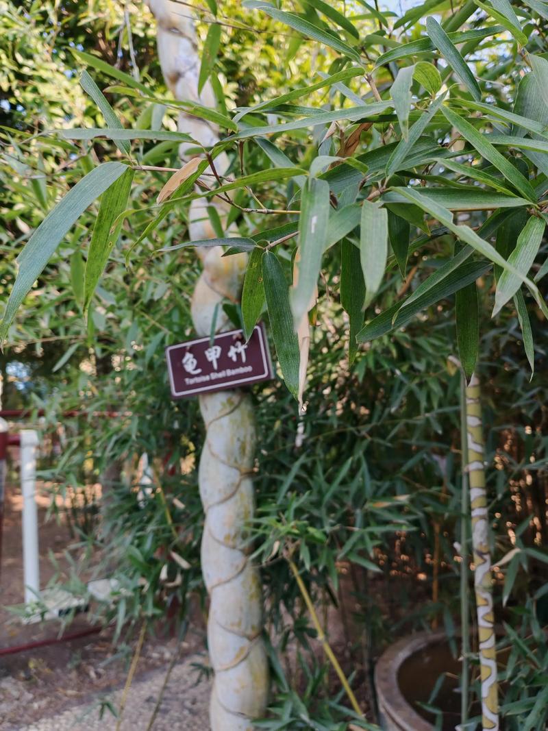 竹子究竟有多少品种？-第3张图片-宁夏农业信息网