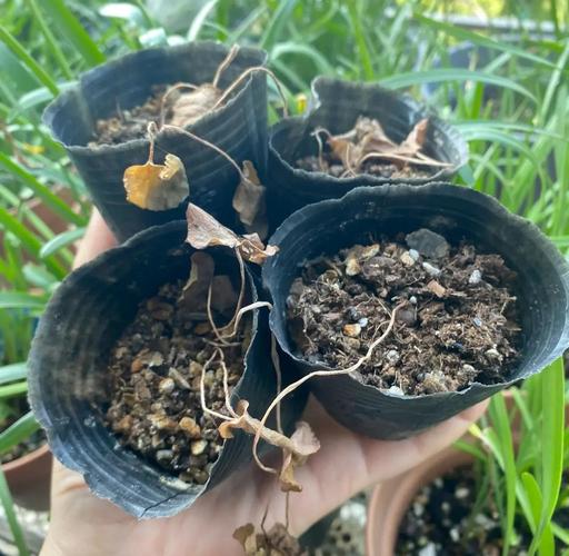 仙客来怎么浇水养殖方法-第2张图片-宁夏农业信息网