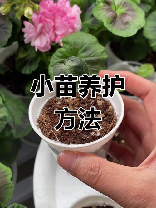 仙客来怎么浇水养殖方法-第1张图片-宁夏农业信息网