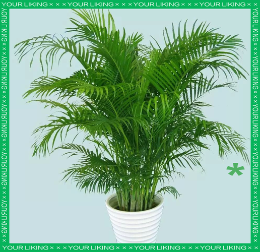 散尾葵冬天室内怎么养才安全？-第1张图片-宁夏农业信息网