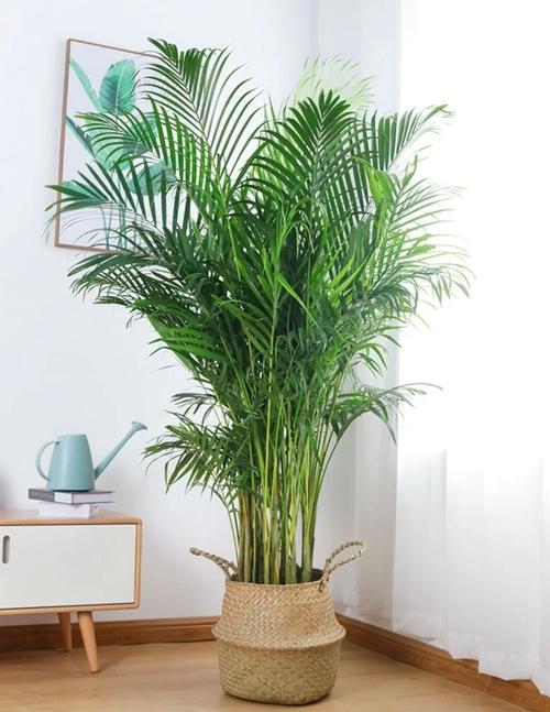 散尾葵冬天室内怎么养才安全？-第2张图片-宁夏农业信息网