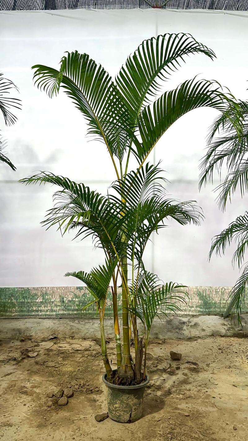 散尾葵冬天室内怎么养才安全？-第3张图片-宁夏农业信息网