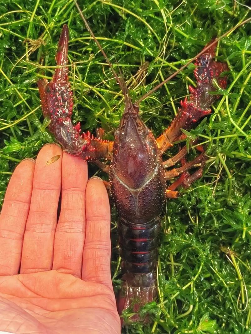 最大的淡水小龙虾品种有多大？-第1张图片-宁夏农业信息网