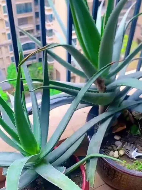 库拉索芦荟正确养殖方法-第1张图片-宁夏农业信息网 库拉索芦荟正确养殖方法-第1张图片-宁夏农业信息网