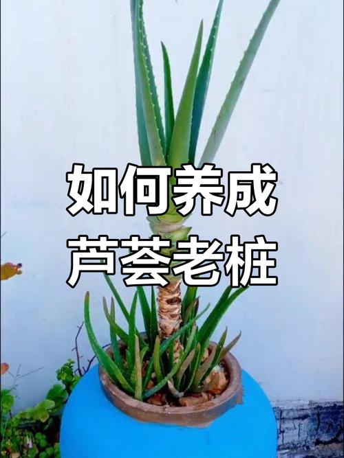 库拉索芦荟正确养殖方法-第2张图片-宁夏农业信息网 库拉索芦荟正确养殖方法-第2张图片-宁夏农业信息网