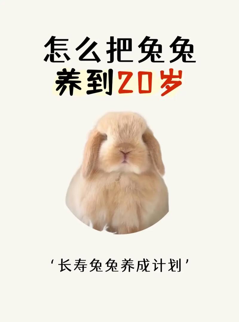 兔子养殖有哪些关键技术方法?-第1张图片-宁夏农业信息网 兔子养殖有哪些关键技术方法?-第1张图片-宁夏农业信息网