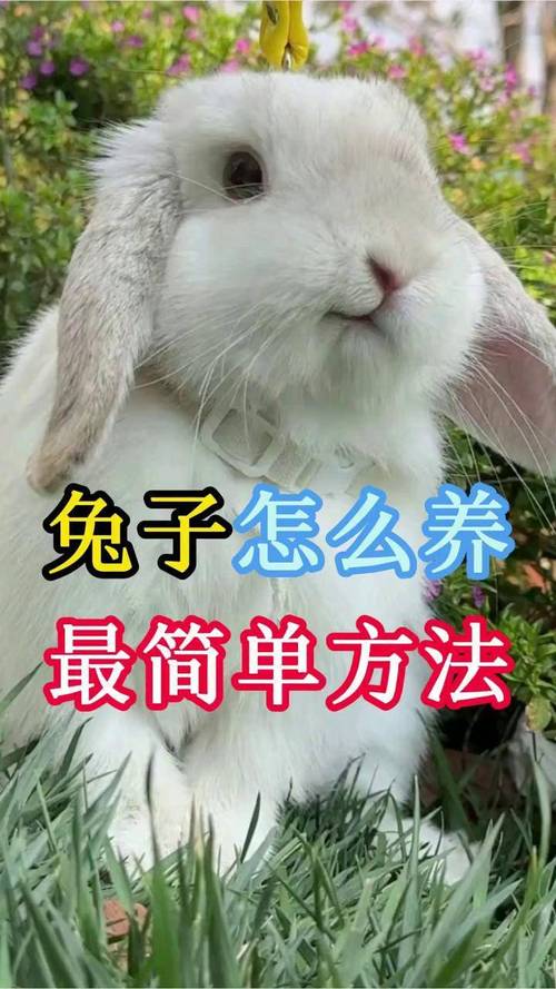 兔子养殖有哪些关键技术方法?-第2张图片-宁夏农业信息网 兔子养殖有哪些关键技术方法?-第2张图片-宁夏农业信息网